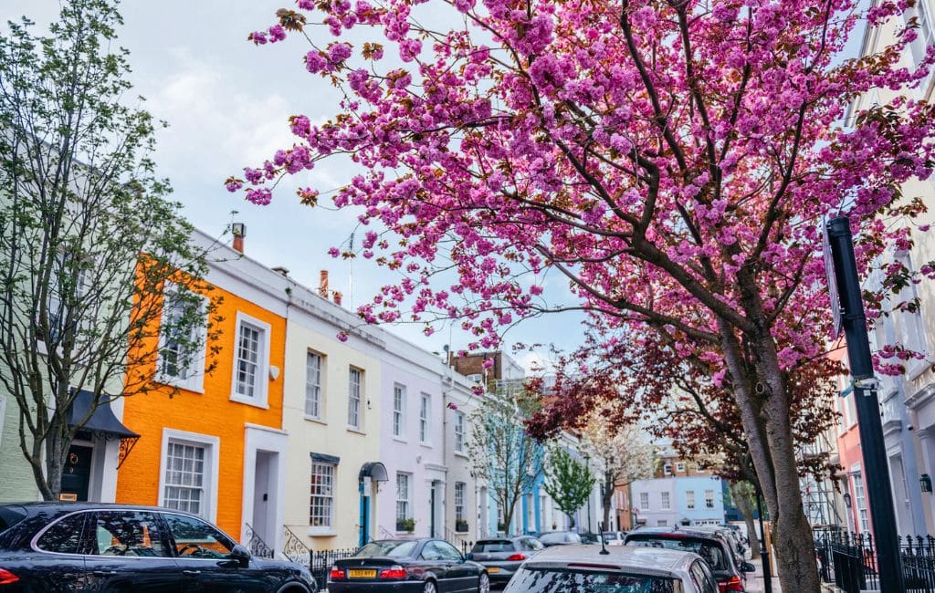 cherry blossom in London: Deposit Photos