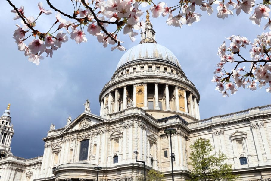 cherry blossom in London