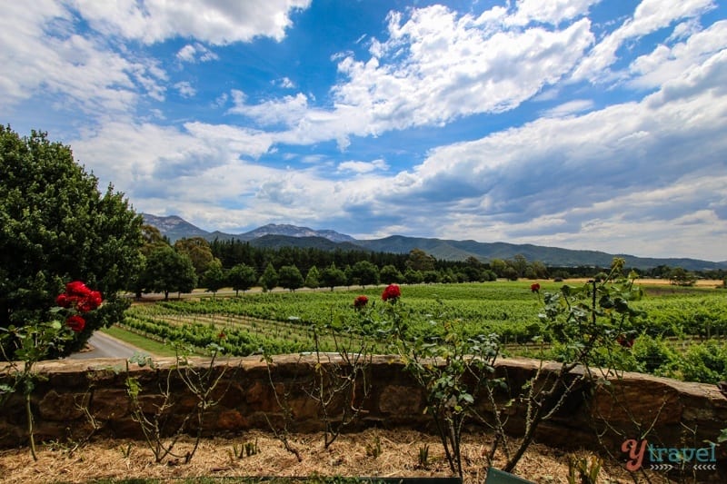 view of vineyards at Feathertop Winery view Bright (11)