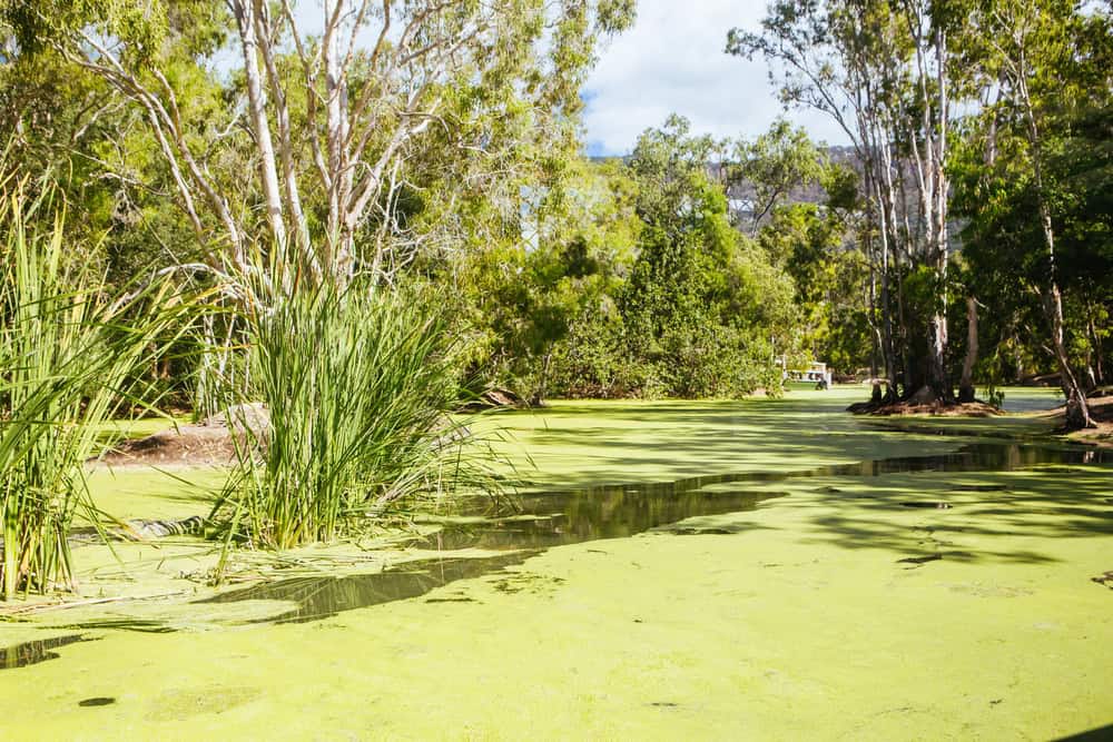 swamp land at hartley's crocodile adventures