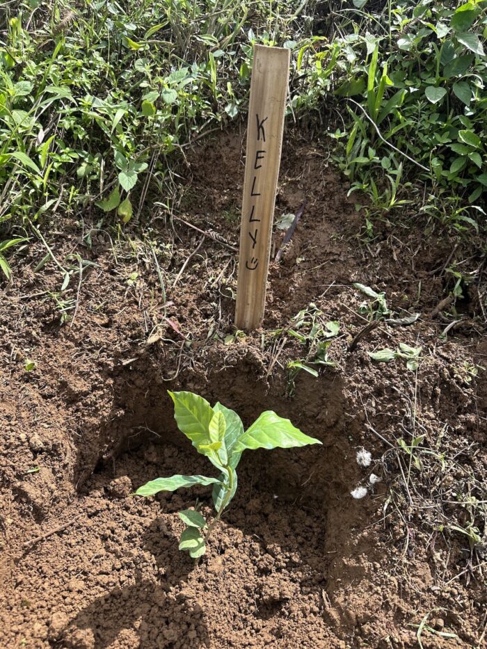 My coffee seedling
