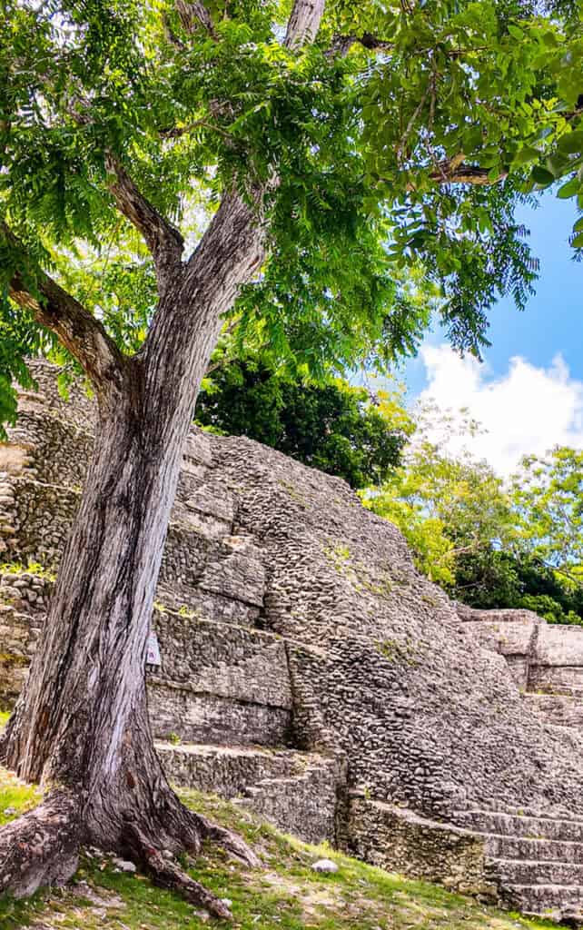 maya temple with tree in front of it