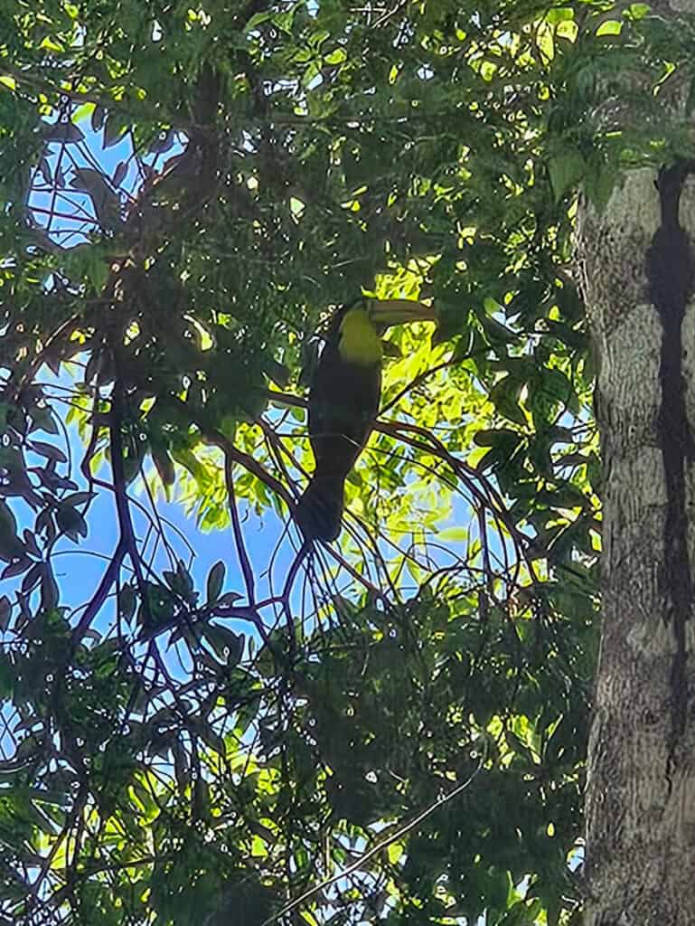 toucan high in tree