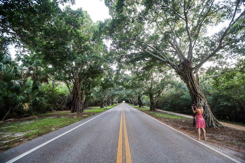woman taking a photo of trees along Bridge Road, Martin County
