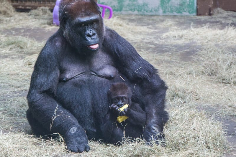 Baby gorilla and mother at the Knoxville Zoo