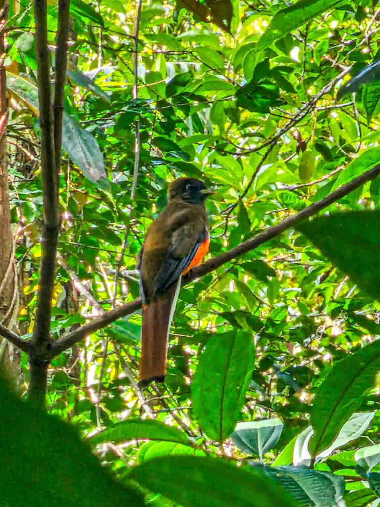 bird in tree
