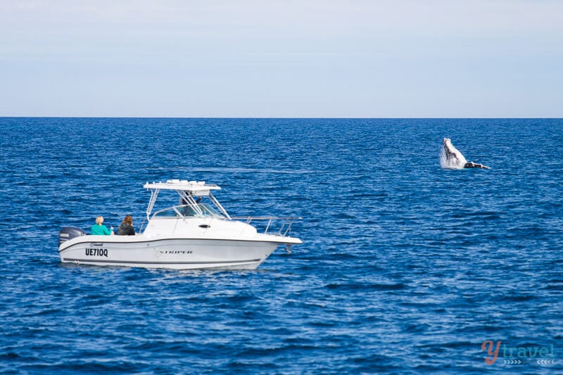 whale breaching near a boat